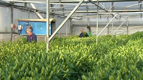 Las heladas da&ntilde;an las plantaciones de flores en Catalu&ntilde;a