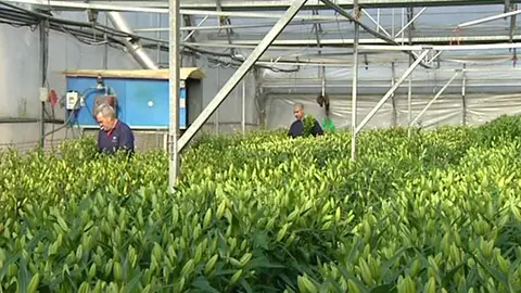 Las heladas dañan las plantaciones de flores en Cataluña Las heladas dañan las plantaciones de flores en Cataluña