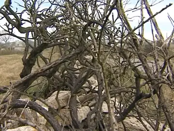 La Guardia Civil gallega adelanta a campaña de incendios La Guardia Civil gallega adelanta a campaña de incendios