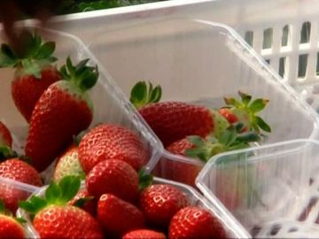 ¡Ya están aquí las fresas! ¡Ya están aquí las fresas!