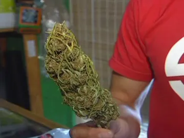 La Generalitat llevará ante el juez la plantación de cannabis en Rasquera La Generalitat llevará ante el juez la plantación de cannabis en Rasquera