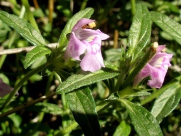 Galeopsis angustifolia Hoffm