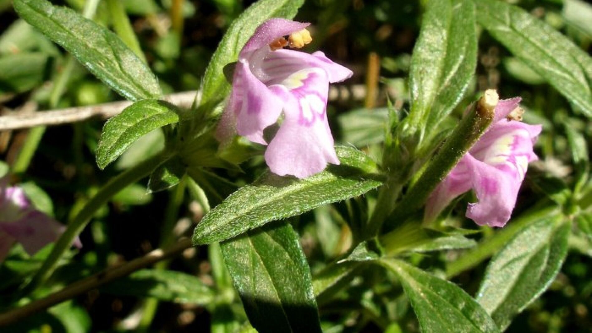 Galeopsis angustifolia Hoffm