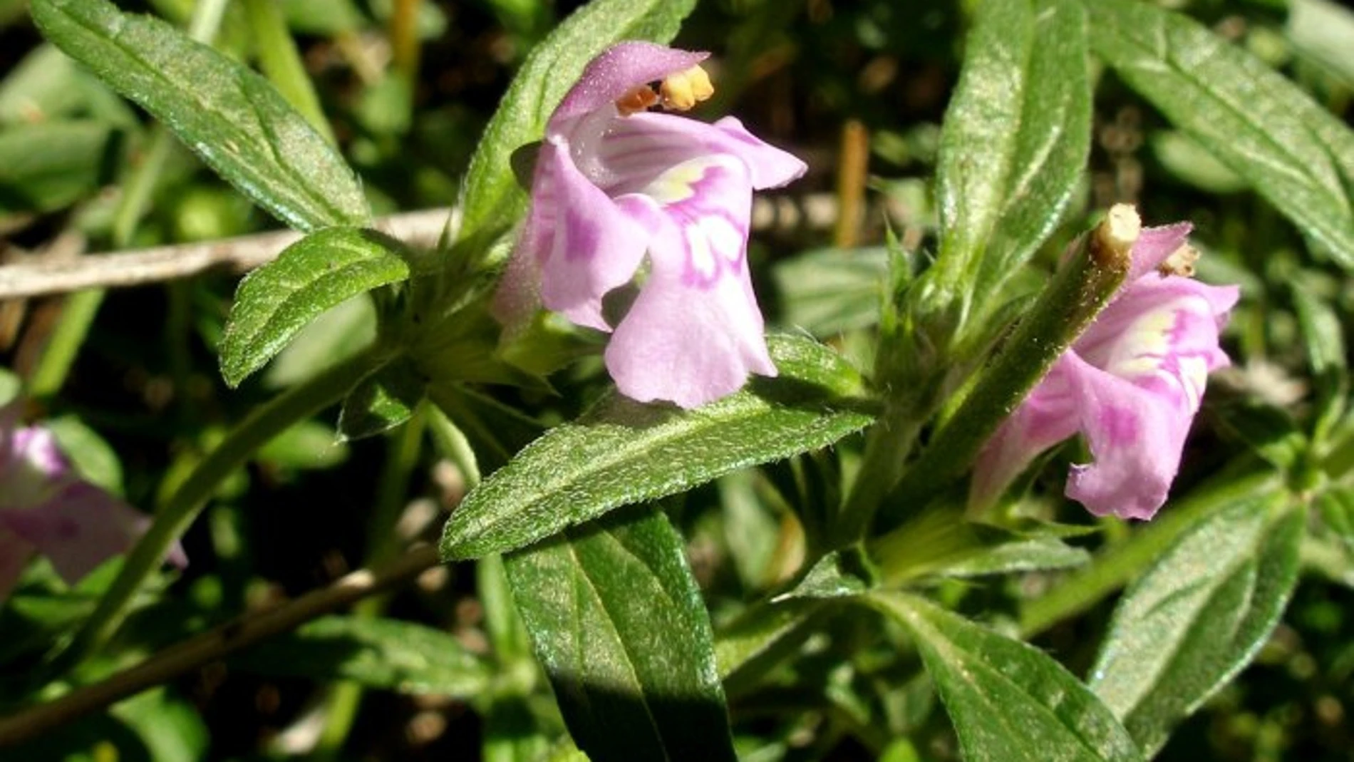 Galeopsis angustifolia Hoffm Galeopsis angustifolia Hoffm