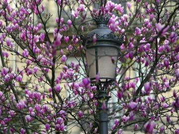 Primavera en San Sebastián (19-03-2012)