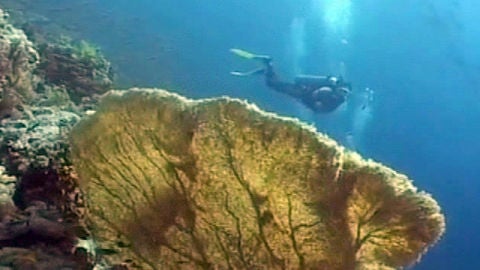 Un buzo haciendo submarinismo