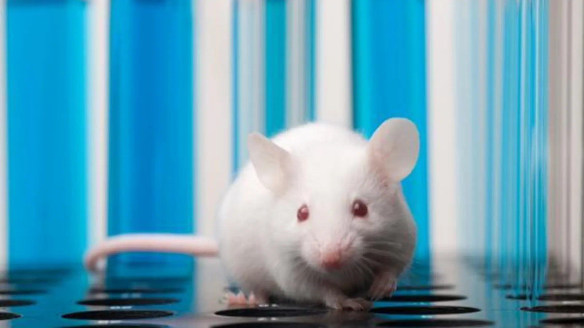 Ratón de laboratorio Ratón de laboratorio