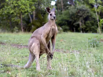Un canguro Un canguro