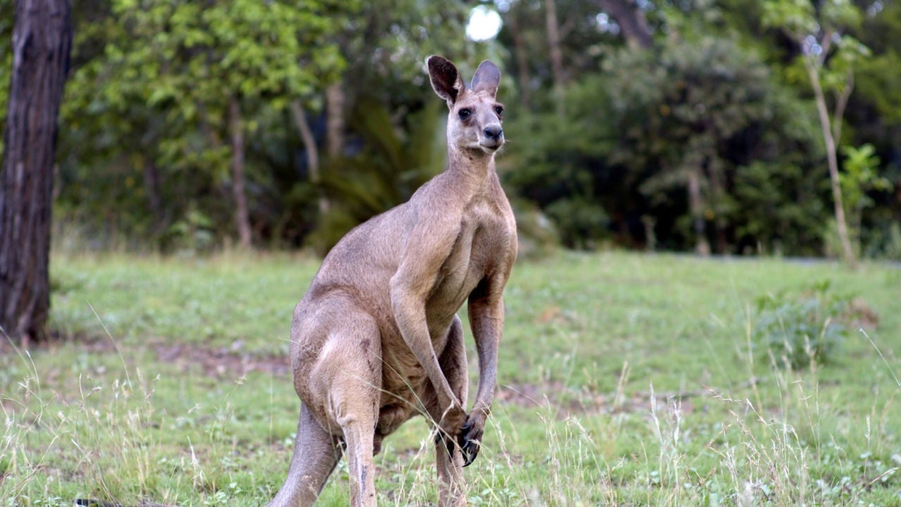 Los canguros machos &rsquo;ligan&rsquo; mostrando sus músculos a través del &lsquo;boxeo&rsquo;