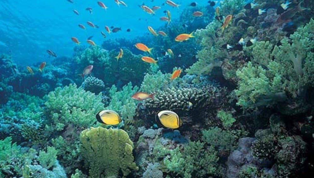 Fondo marino