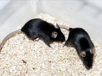 Una bacteria intestinal mutante revierte el cáncer de colon en ratones