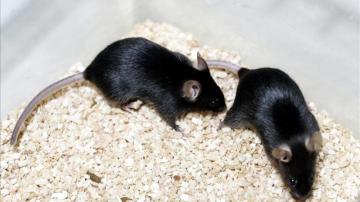 Una bacteria intestinal mutante revierte el cáncer de colon en ratones