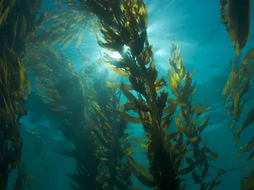 Algas azules Algas azules