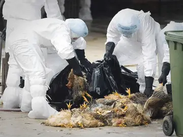 Hong Kong en alerta por la Gripe A Hong Kong en alerta por la Gripe A