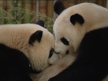 Los pandas del Zoo de Madrid