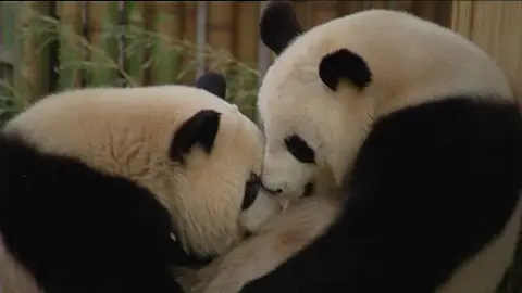 Los pandas del Zoo de Madrid Los pandas del Zoo de Madrid