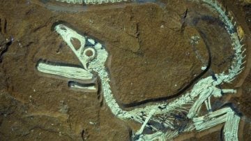 Restos fósiles de un dinosaurio - Imagen de archivo