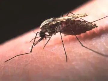 Mosquito de la malaria Mosquito de la malaria