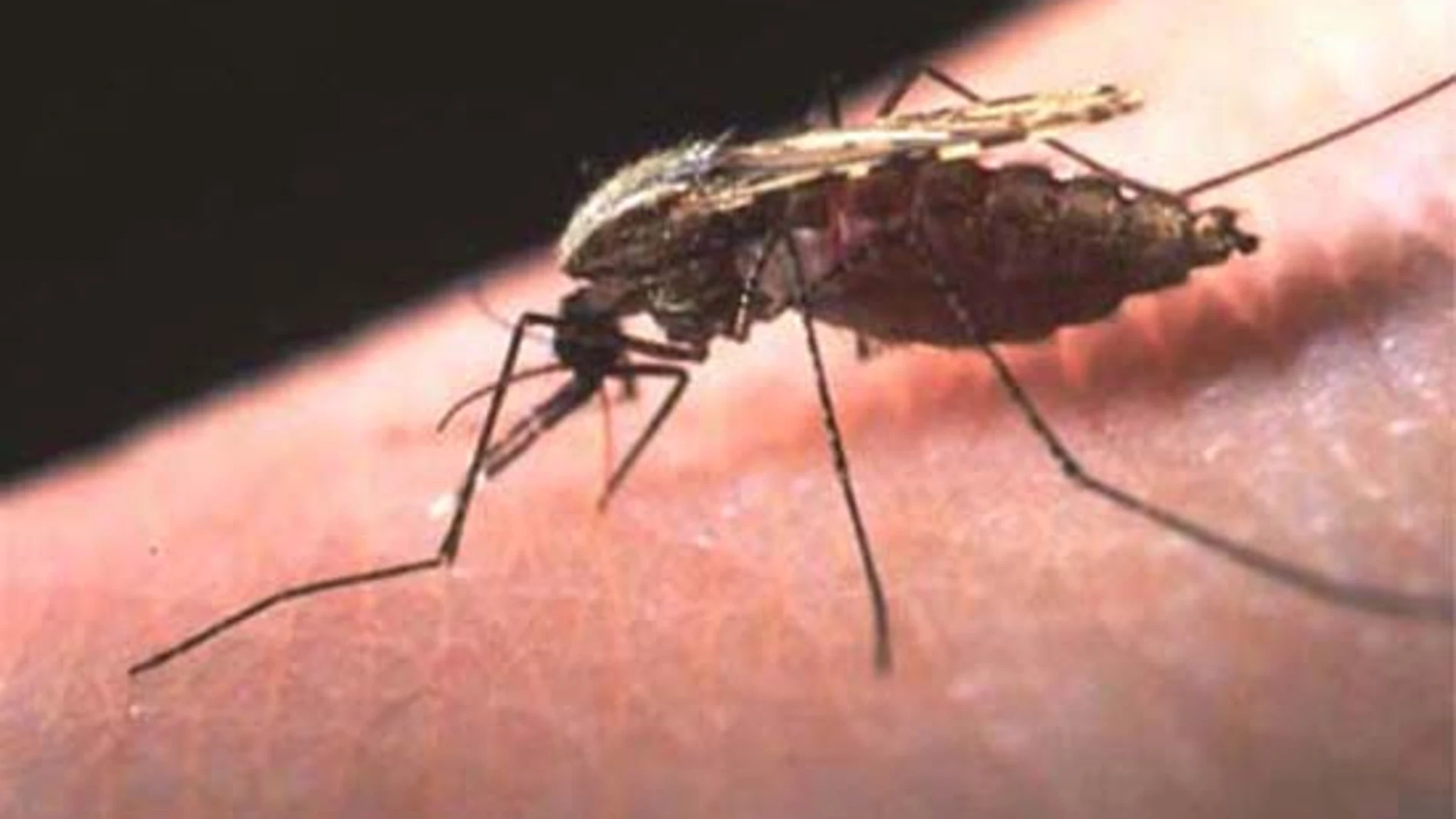 Mosquito de la malaria Mosquito de la malaria