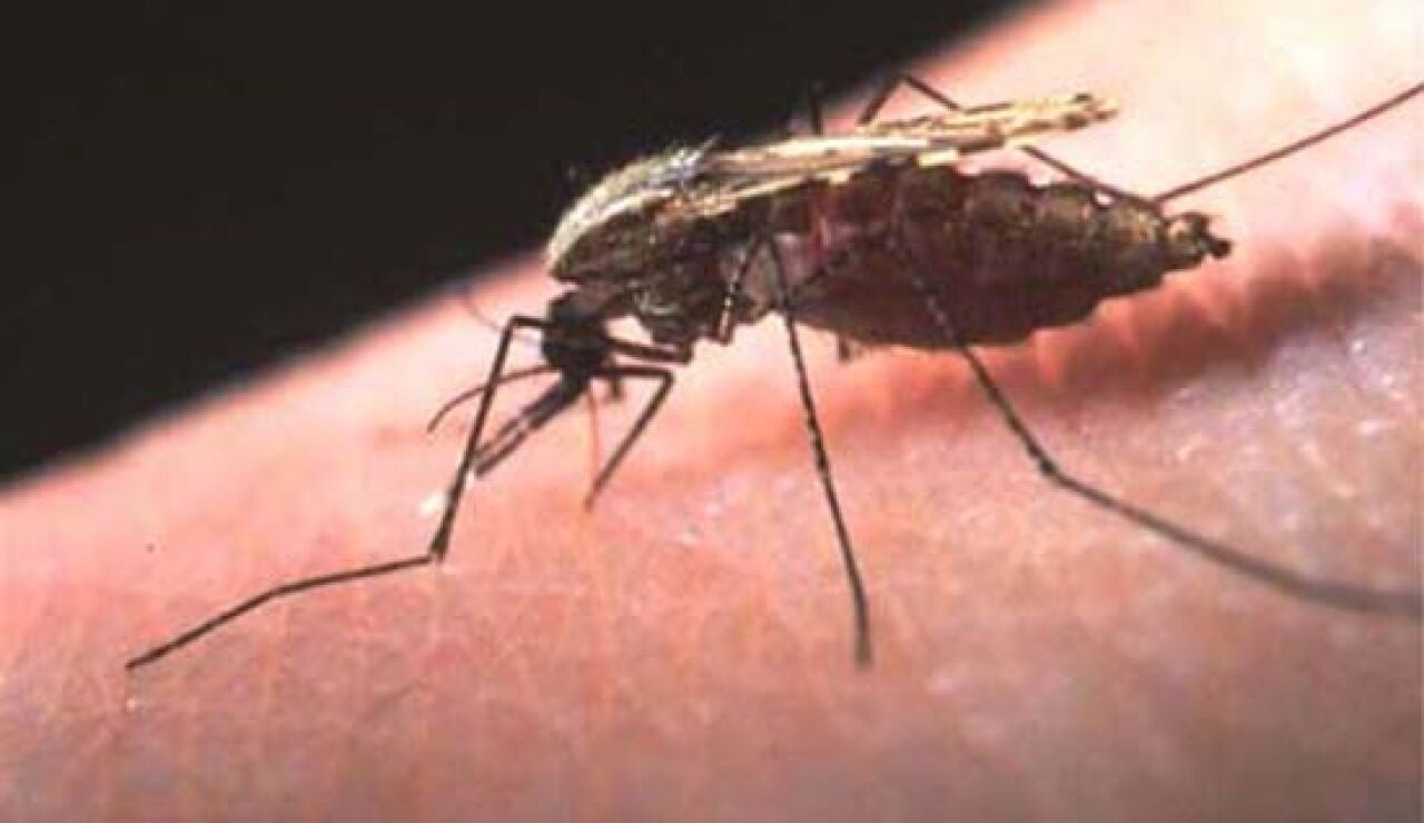 Mosquito de la malaria