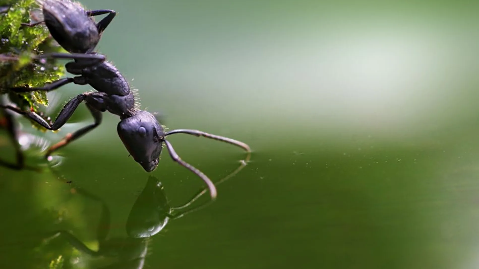 La hormiga admira su reflejo en el agua La hormiga admira su reflejo en el agua