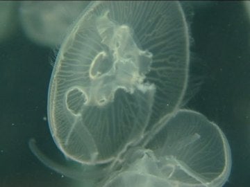 Medusa del Aquarium de Barcelona