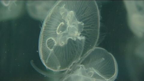 Medusa del Aquarium de Barcelona