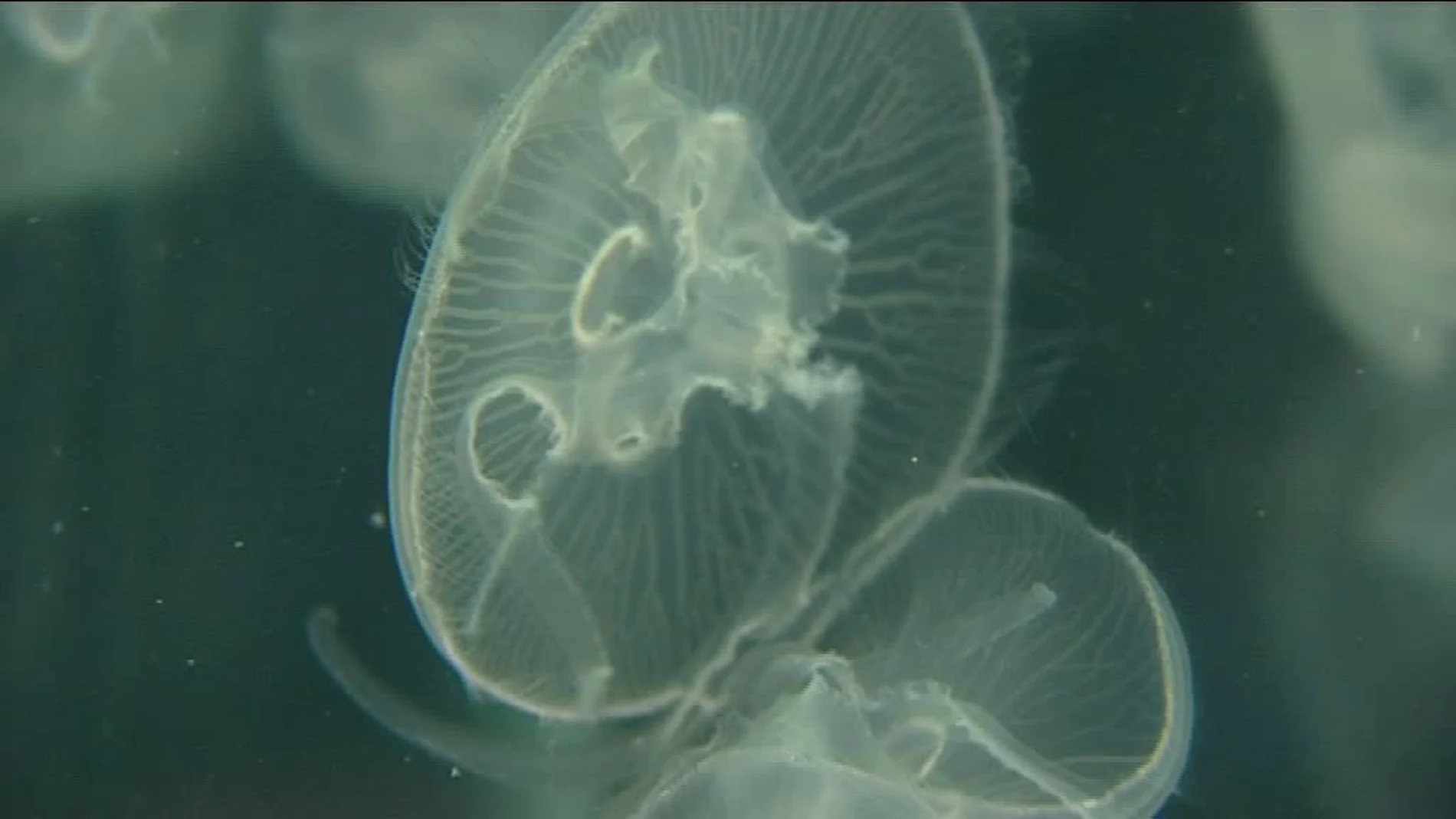 Medusa del Aquarium de Barcelona Medusa del Aquarium de Barcelona