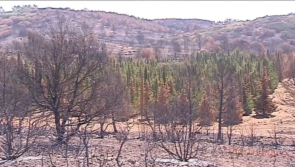 Casi 1.000 cipreses sobreviven a un incendio