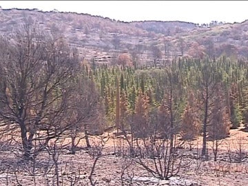 Casi 1.000 cipreses sobreviven a un incendio