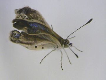 Ejemplar macho mutado de la mariposa Zizeeria maha