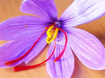 Flor de azafrán. Flor de azafrán.