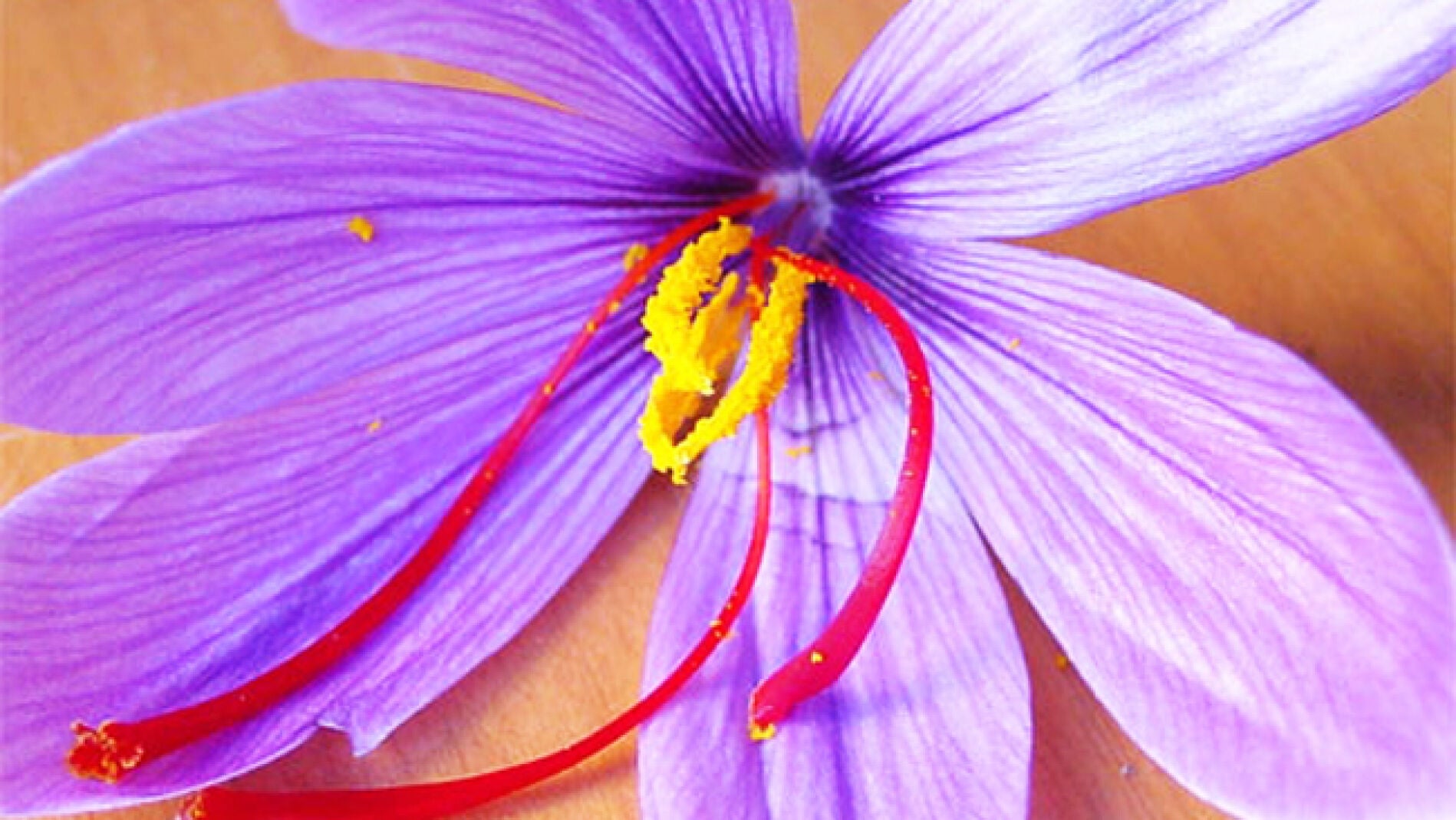 Flor de azafr&aacute;n.