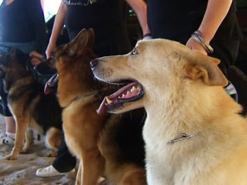 Los perros adiestrados son la nueva medida contra el maltrato machista