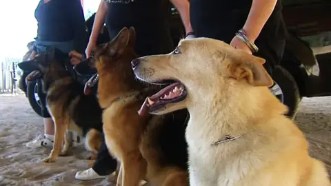 Los perros adiestrados son la nueva medida contra el maltrato machista Los perros adiestrados son la nueva medida contra el maltrato machista