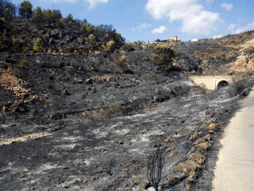 Bédar, tras el paso del fuego Bédar, tras el paso del fuego