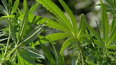 Marihuana Marihuana