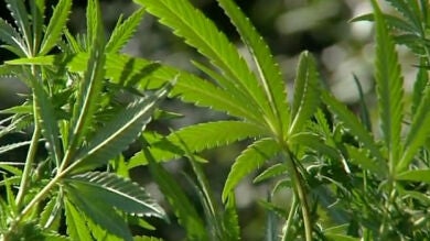 El 52% de los estadounidenses apoya la legalización de la marihuana