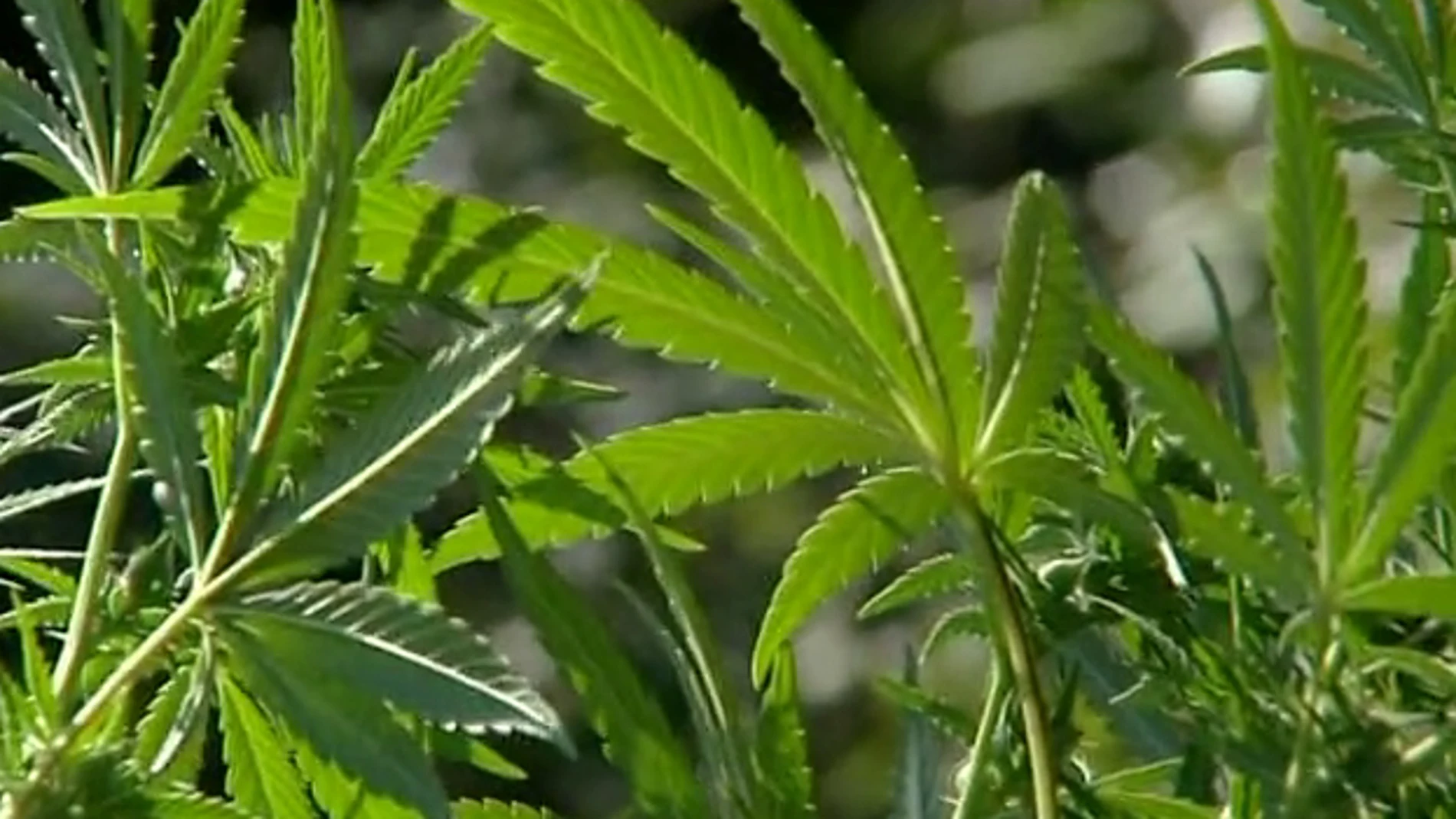 Marihuana Marihuana