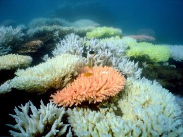 La Gran Barrera de coral de Australia La Gran Barrera de coral de Australia