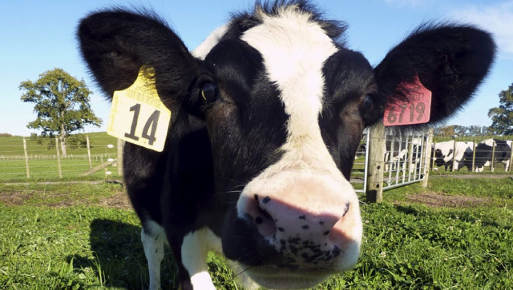 Daisy, la esperanza para los bebés alérgicos a la leche