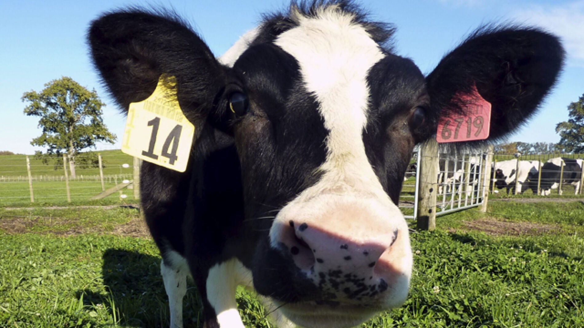 Daisy, la esperanza para los beb&eacute;s al&eacute;rgicos a la leche