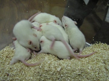 Ratas de laboratorio