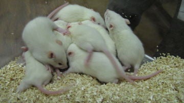 Ratas de laboratorio