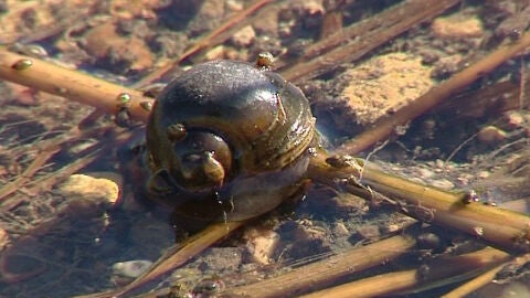 Una plaga de 'caracol manzana' amenaza los arrozales del Ebro