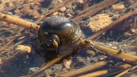 Una plaga de 'caracol manzana' amenaza los arrozales del Ebro Una plaga de 'caracol manzana' amenaza los arrozales del Ebro