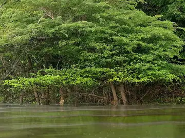 Amazonia brasileña Amazonia brasileña