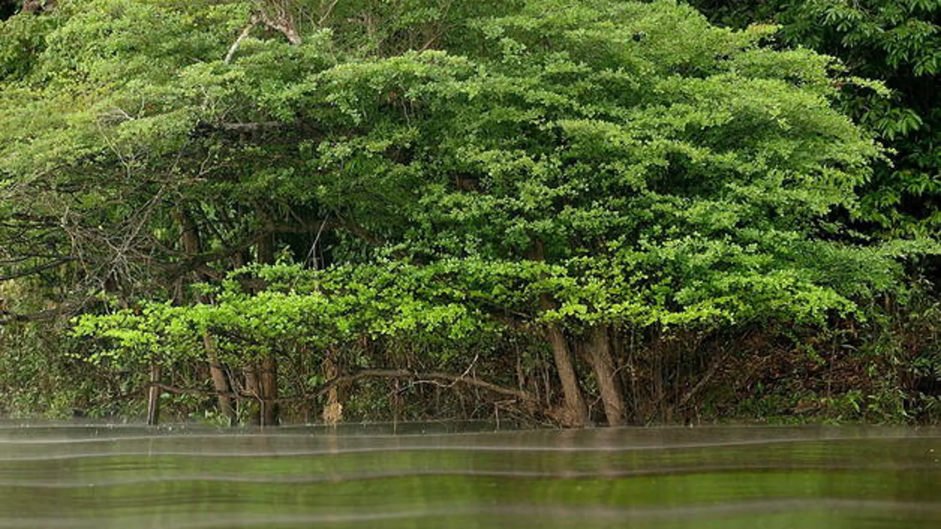 Amazonia brasileña Amazonia brasileña