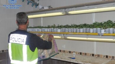 Detenido un matrimonio que ocultaba en su casa invernaderos de marihuana