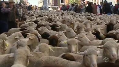 Un rebaño de 2.000 ovejas extremeñas atraviesa el centro de Madrid